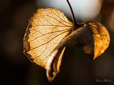 gegenlicht_8
