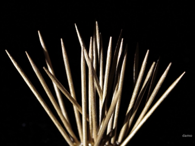 Holz_1