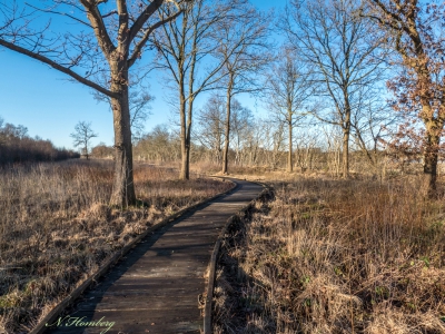 Holz_1