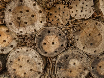 Holz_4