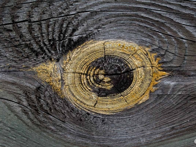 Holz_5
