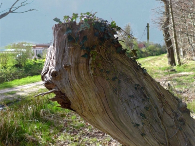 Holz