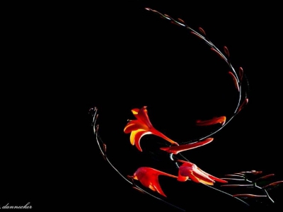 Abstrakt-1_8