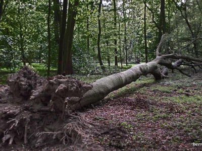 Baum - Bäume_10