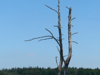 Baum - Bäume_11