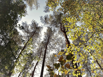 Baum - Bäume_14
