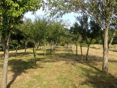 Baum - Bäume_15