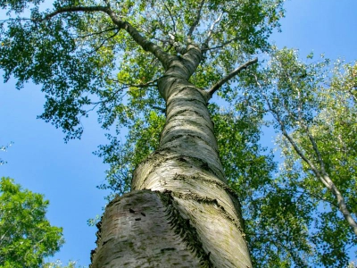 Baum - Bäume_16