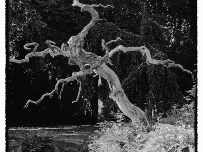Baum - Bäume