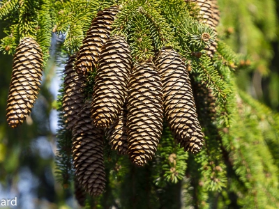 Baum - Bäume_21