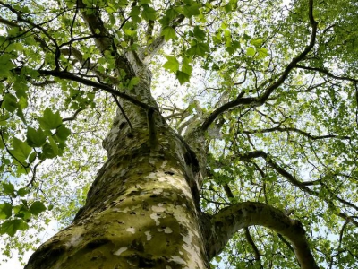 Baum - Bäume_2