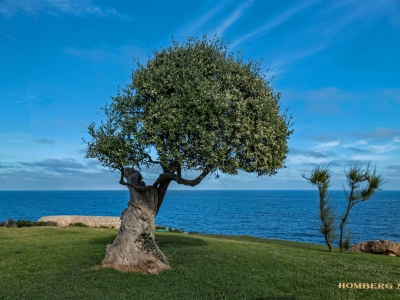 Baum - Bäume_3