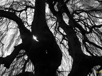 Baum - Bäume_4