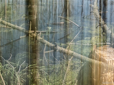Baum - Bäume_6
