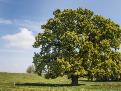 Baum - Bäume_7