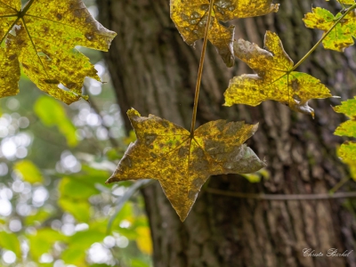 Baum - Bäume_8
