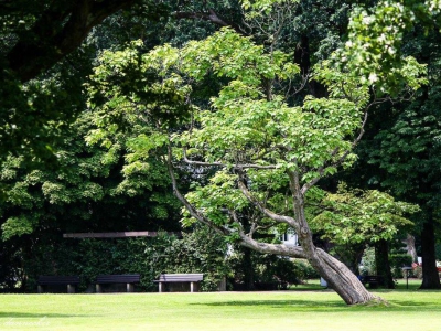 Baum - Bäume_9
