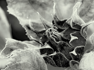 Schwarz - Weis - Monochrom