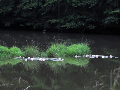Spiegelung_10
