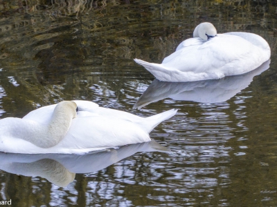 Spiegelung_13