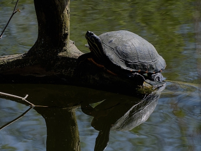 Spiegelung_8