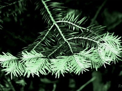 SW oder Monocrom_11