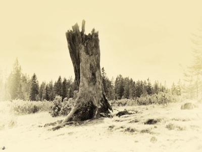 SW oder Monocrom_12