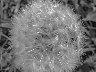 SW oder Monocrom_16
