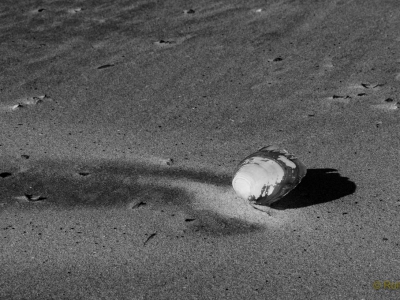 SW oder Monocrom_22