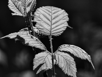 SW oder Monocrom_25
