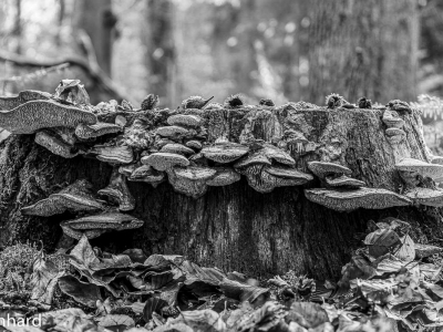 SW oder Monocrom_27