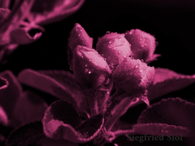 SW oder Monocrom_28