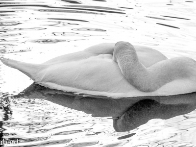 SW oder Monocrom_29