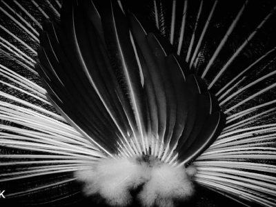 SW oder Monocrom