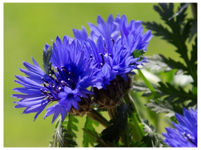 Blau_1