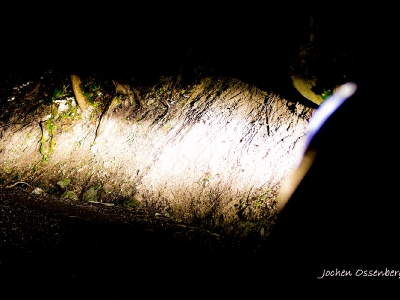 Gegenlicht_4