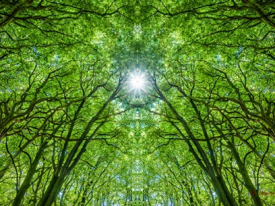 Gegenlicht_6