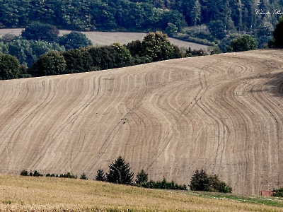 Linien