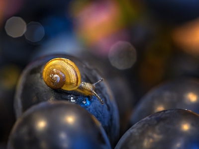 Makro_1