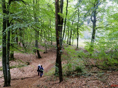 Wald_4