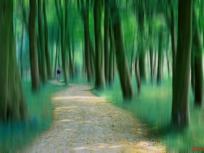 Wald_5