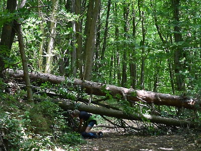Wald_6