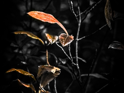 Herbst