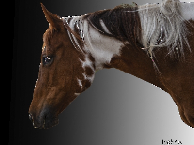 Tier - Portait_20