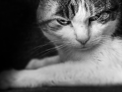 Tier - Portait_23