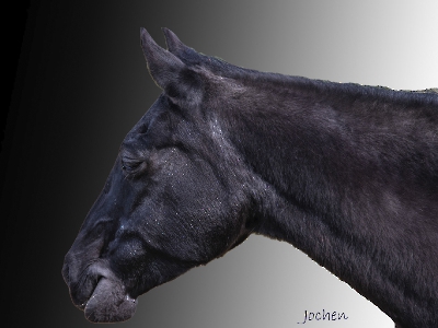 Tier - Portait_24