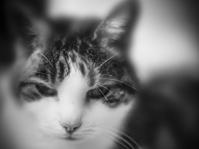 Tier - Portait_33
