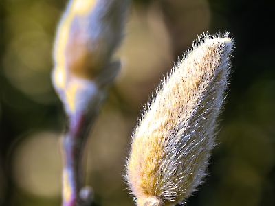 die Natur erwacht_11