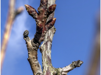 die Natur erwacht_14
