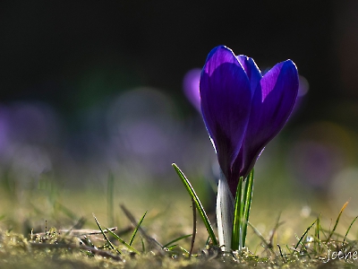 die Natur erwacht_15